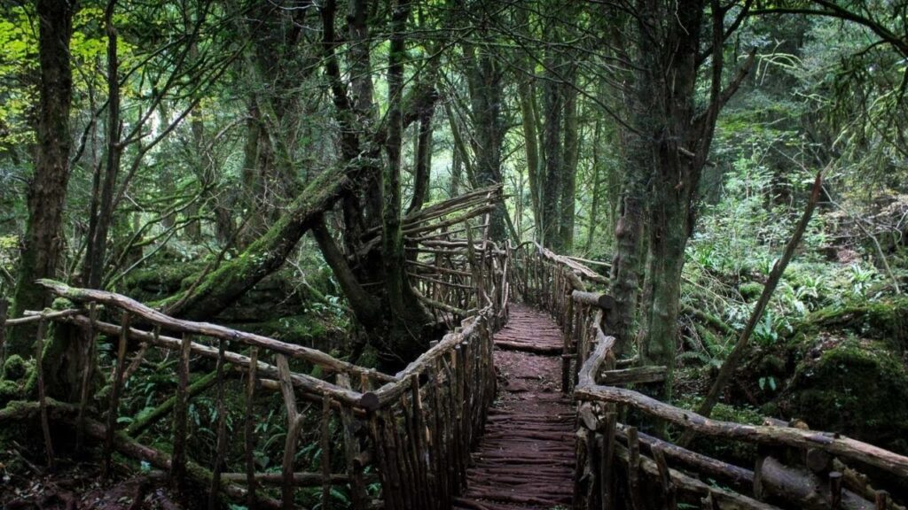 The Forest of Dean: Ancient Woodland in Gloucestershire