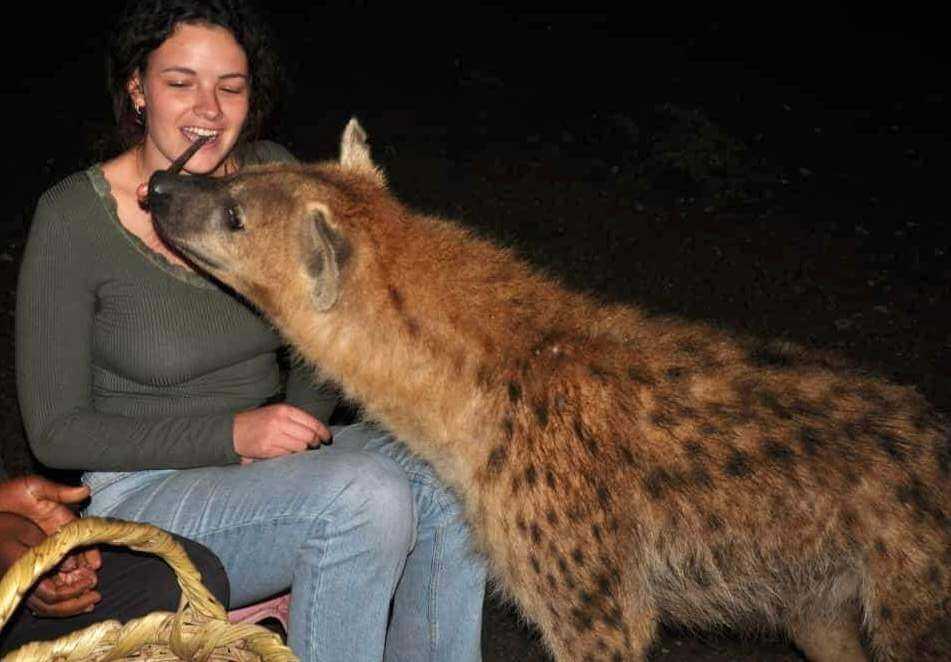 Harar Hyena Feeding – Unique Cultural Experience