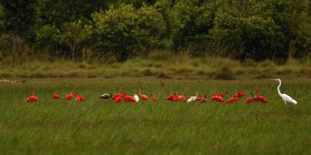 Casanare Plains: Wildlife Safari in Colombia