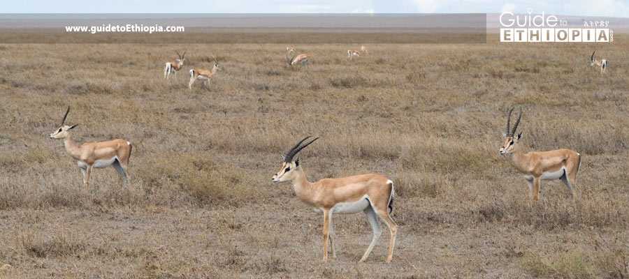 Maze National Park in Gamo – Hidden Gem for Wildlife Lovers