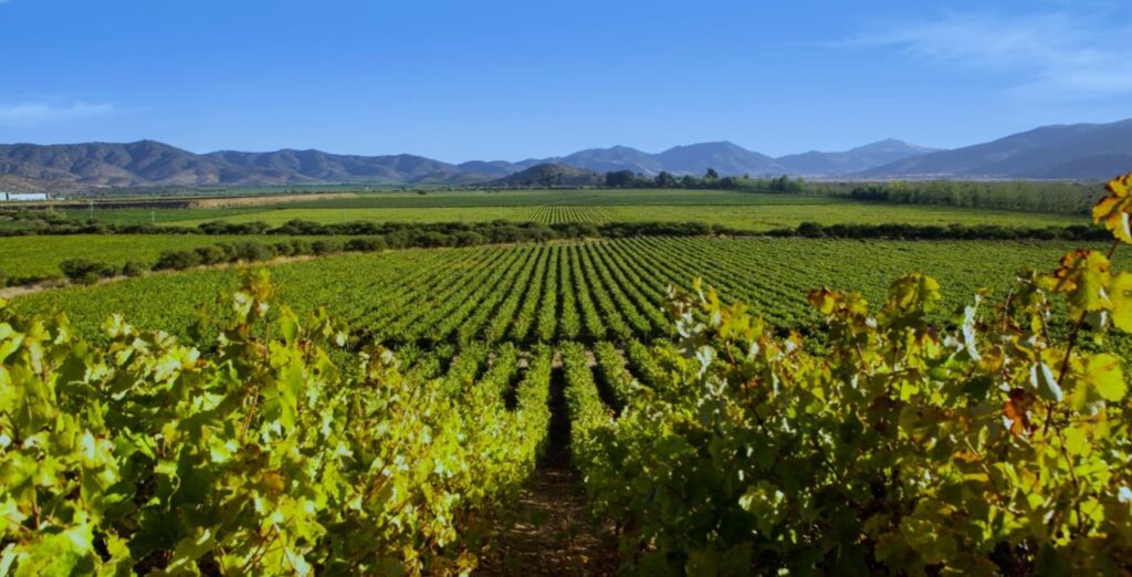 Exploring the Huasco Valley Vineyards, Chile