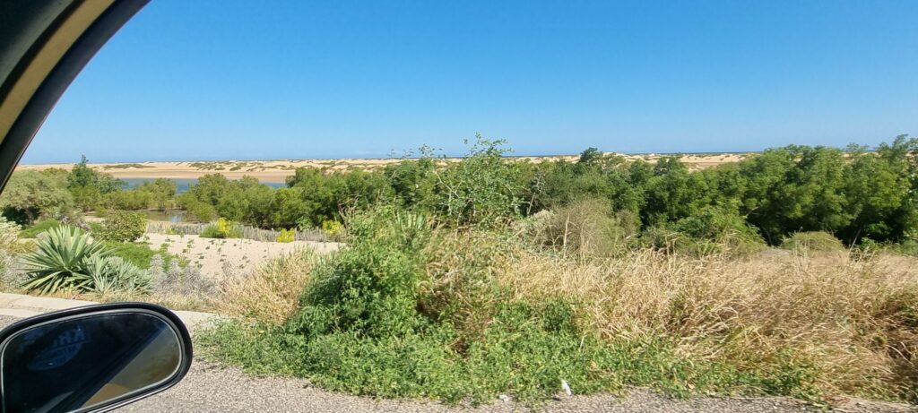 Reniala Nature Reserve: Baobabs and Spiny Forest Near Toliara