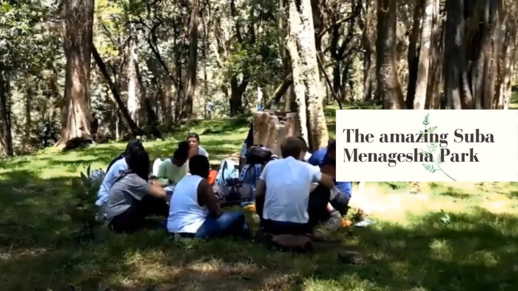 Menagesha Forest in Addis Ababa – Oldest Park in Africa