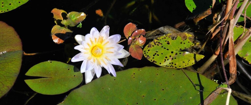 Vumba Botanical Gardens – Manicaland’s Floral Treasure