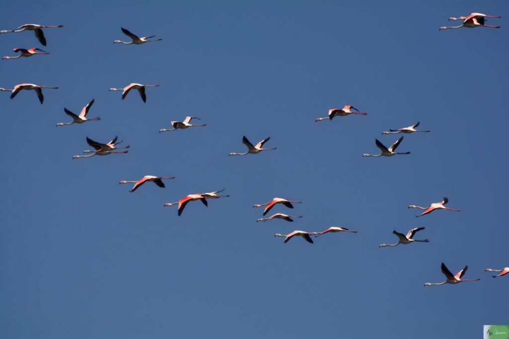 Lake Cheleleka in Bishoftu – Haven for Migratory Birds