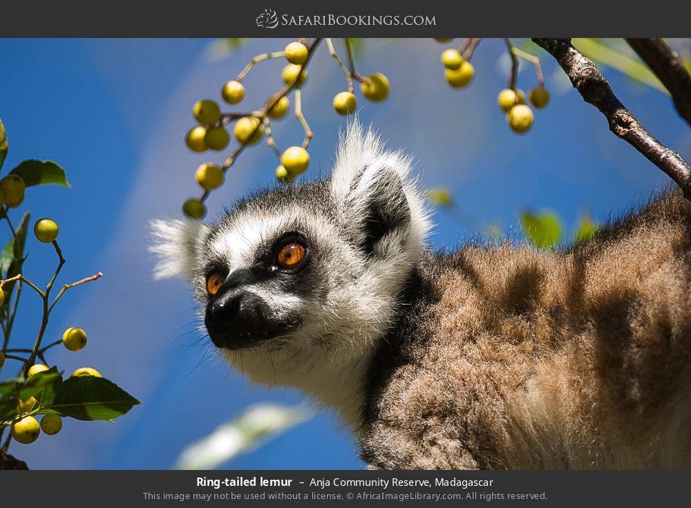 Anja Community Reserve: Ring-Tailed Lemurs in Ambalavao