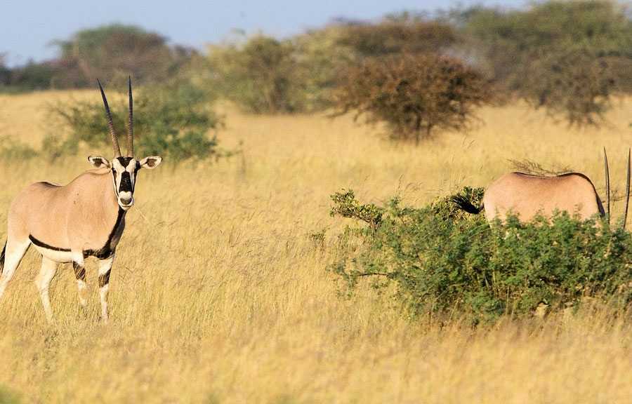 Yabelo Wildlife Sanctuary – Home to Rare Species