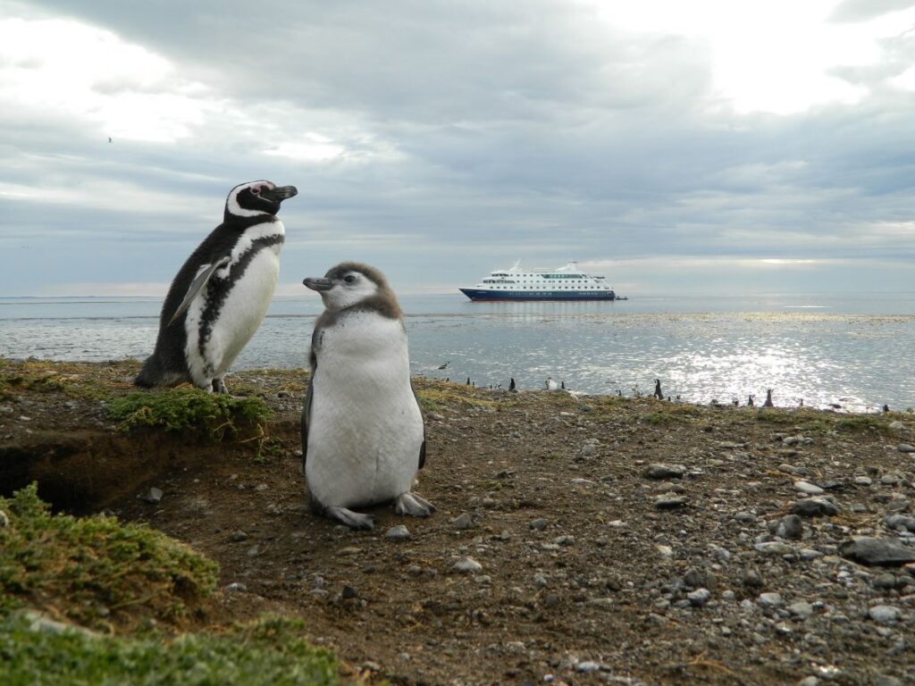 Exploring Isla Magdalena Penguin Colony, Chile