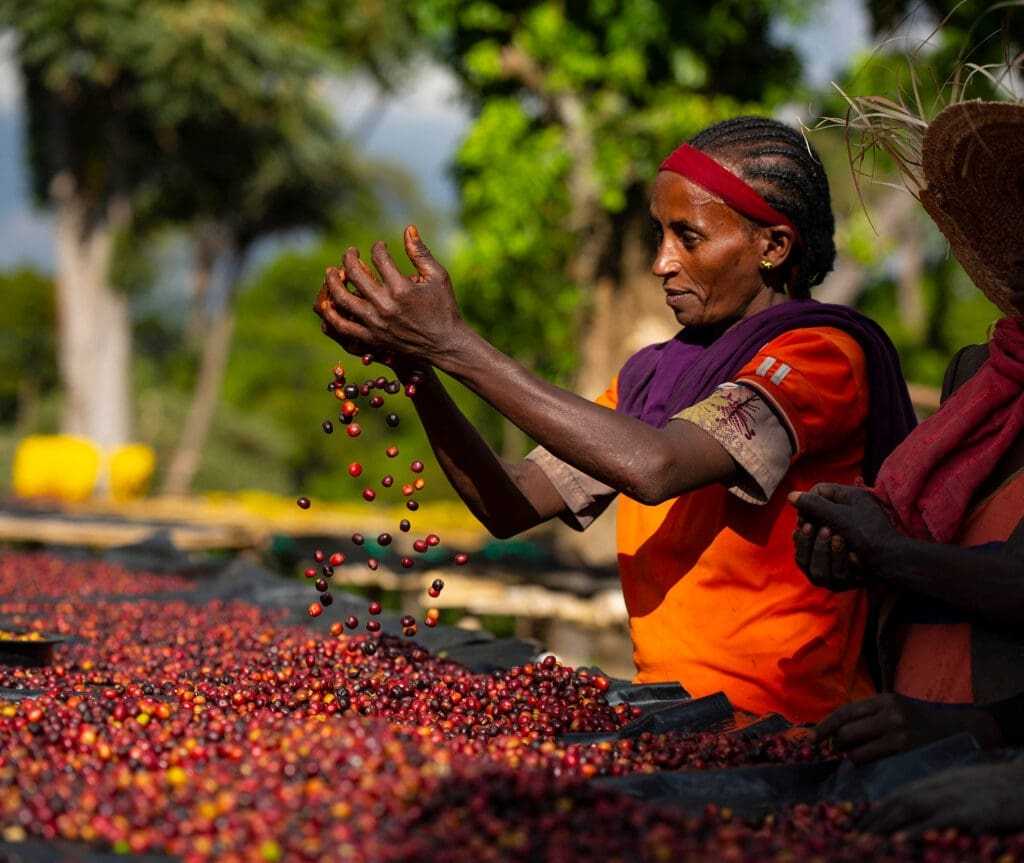 Kibre Mengist in Southern Ethiopia – Coffee Plantations