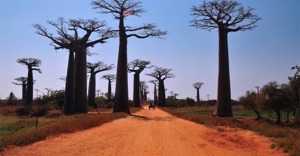 Toliara Arboretum: Succulent Plants and Baobabs