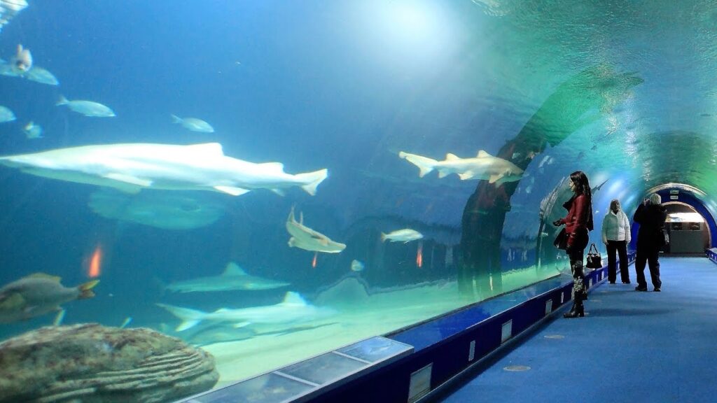 Valencia’s Oceanogràfic: Europe’s Largest Aquarium