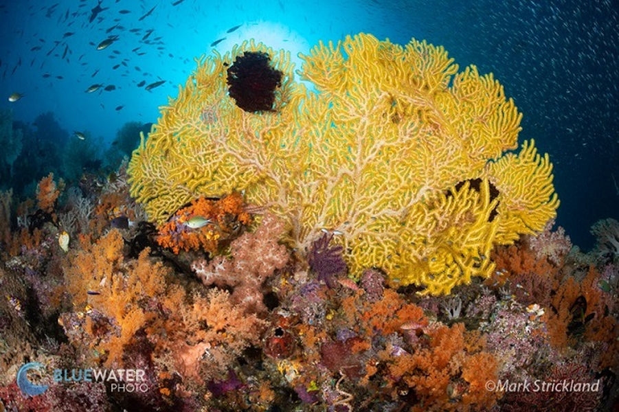 Great Sea Reef: One of the World’s Longest Barrier Reefs