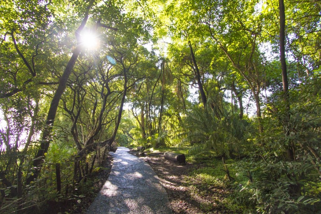 Victoria Falls Rainforest – Walk through the Falls