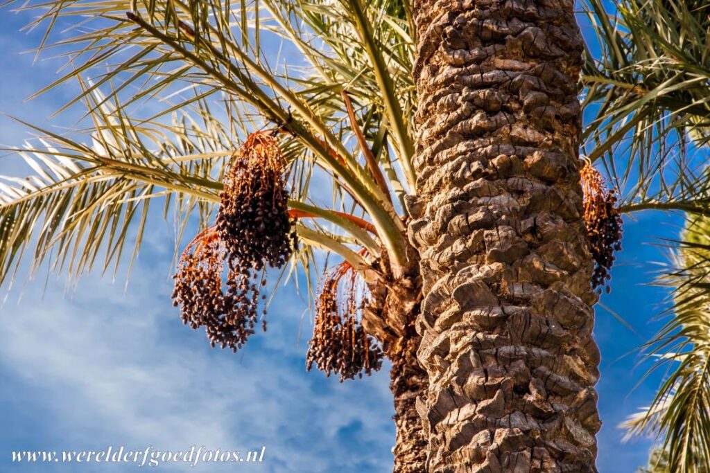 Elche’s Palm Grove: A UNESCO World Heritage Oasis