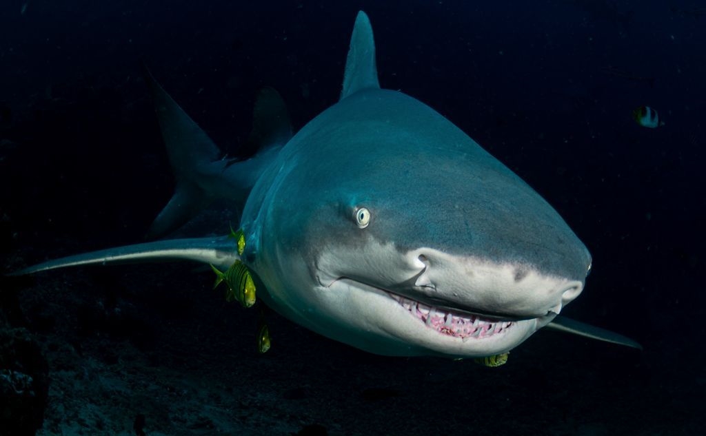 Beqa Lagoon: Shark Diving and Coral Reefs Near Pacific Harbour