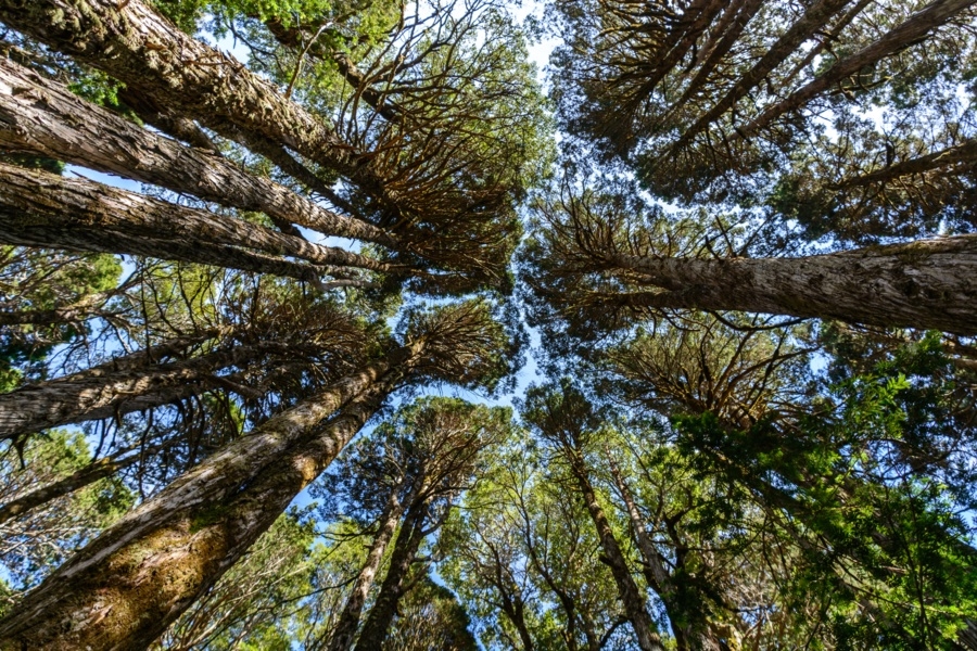 Exploring the Ancient Forest of Alerce Costero, Chile