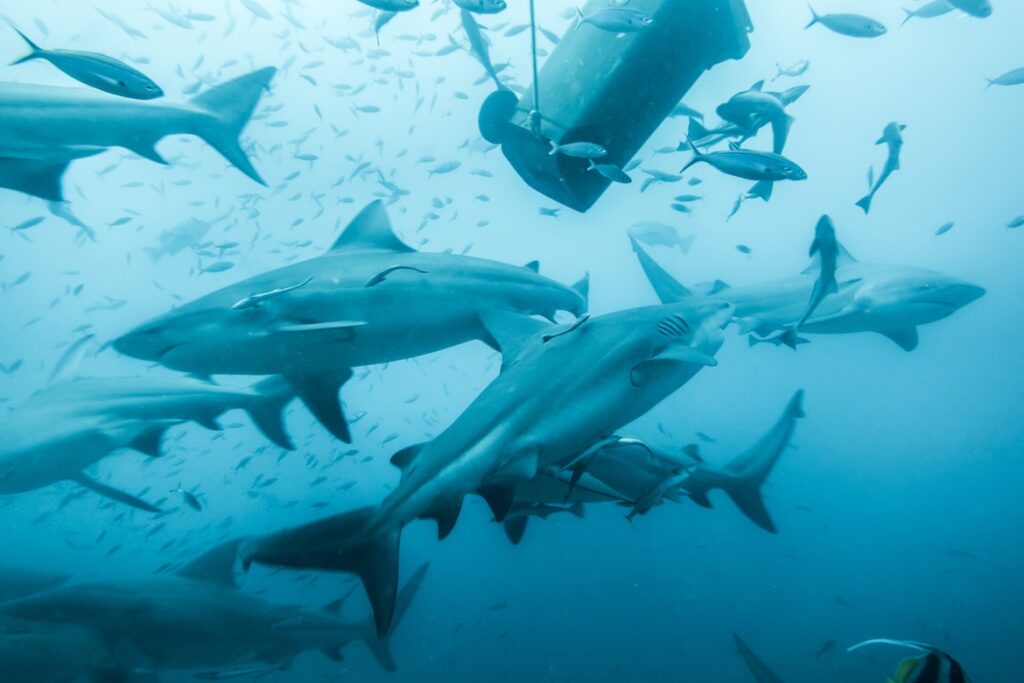 Dakuwaqa Shark Reef: Diving with Sharks Near Beqa