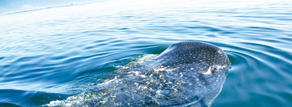 Swim with Whale Sharks in Isla Holbox