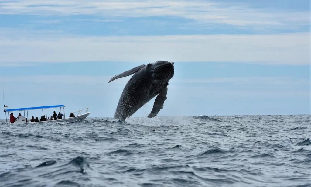 Ile Sainte-Marie: Whale Watching Paradise