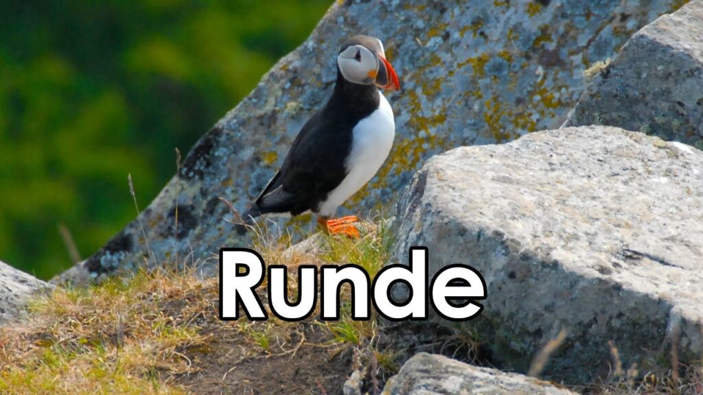 Explore the Island of Runde for Birdwatching