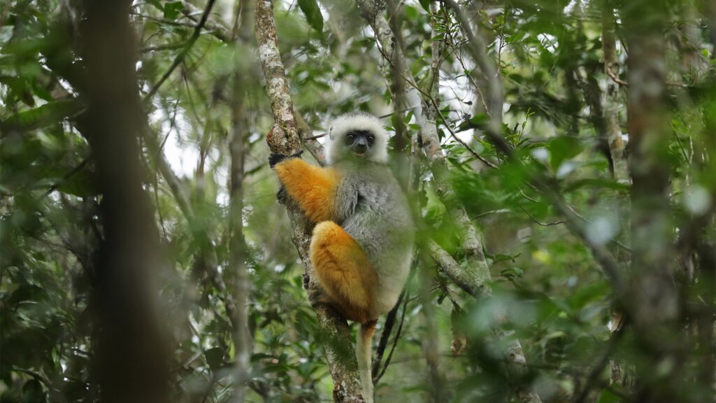 Zahamena National Park: Biodiversity Hotspot in Toamasina