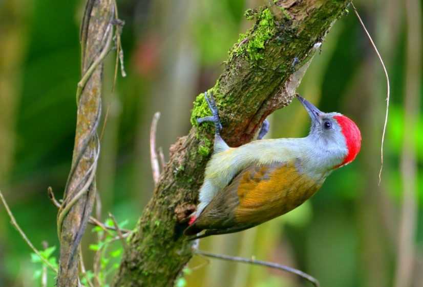 Lake Shala in Rift Valley – Birdwatching Sanctuary