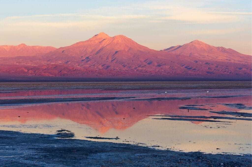 Birdwatching in Laguna Chaxa, Atacama Desert