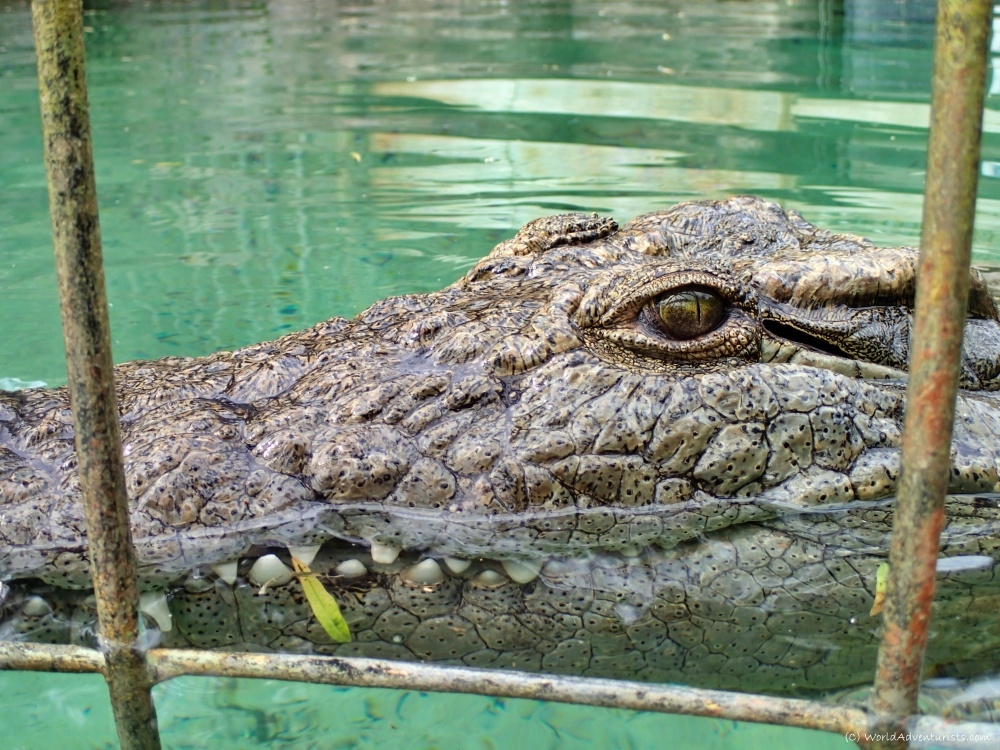 Victoria Falls Crocodile Ranch – Crocodile Viewing Experience