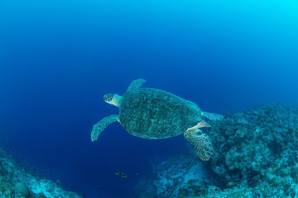 Providence Atoll – Untouched Diving Destination