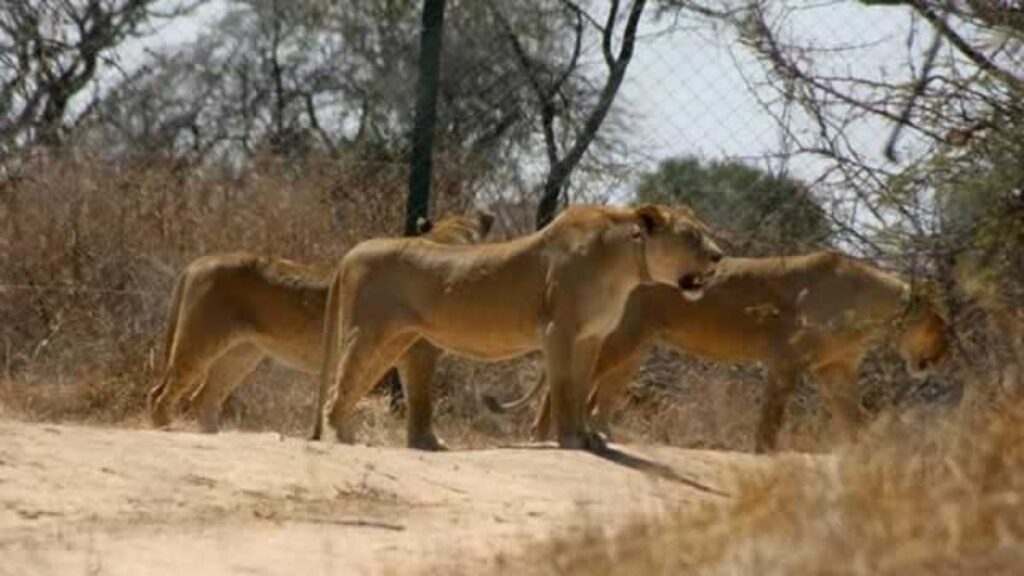 Antelope Park – Gweru’s Lion Breeding Project