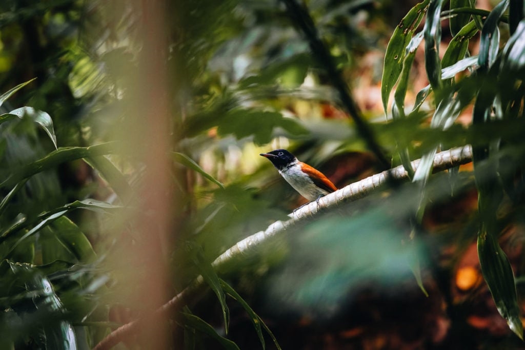 La Digue Veuve Reserve – Black Paradise Flycatcher Sanctuary