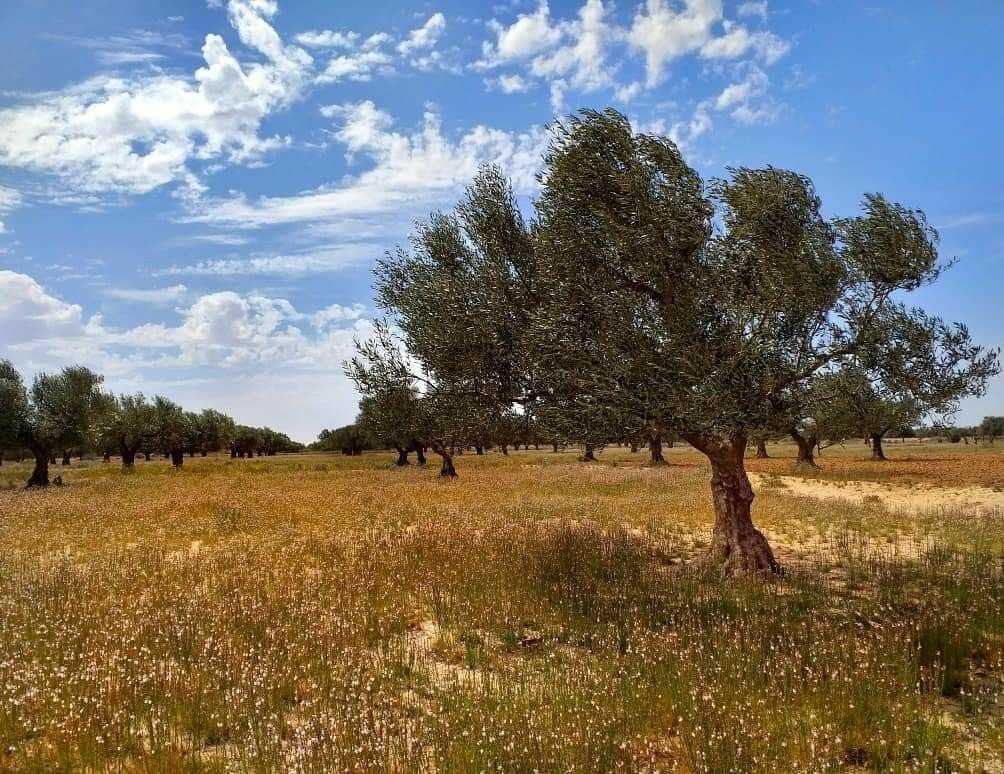 Discovering the Beauty of Tunisian Olive Groves in Mahdia