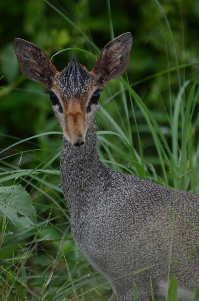 Nechisar Plains in Arba Minch – Safari and Wildlife Tour