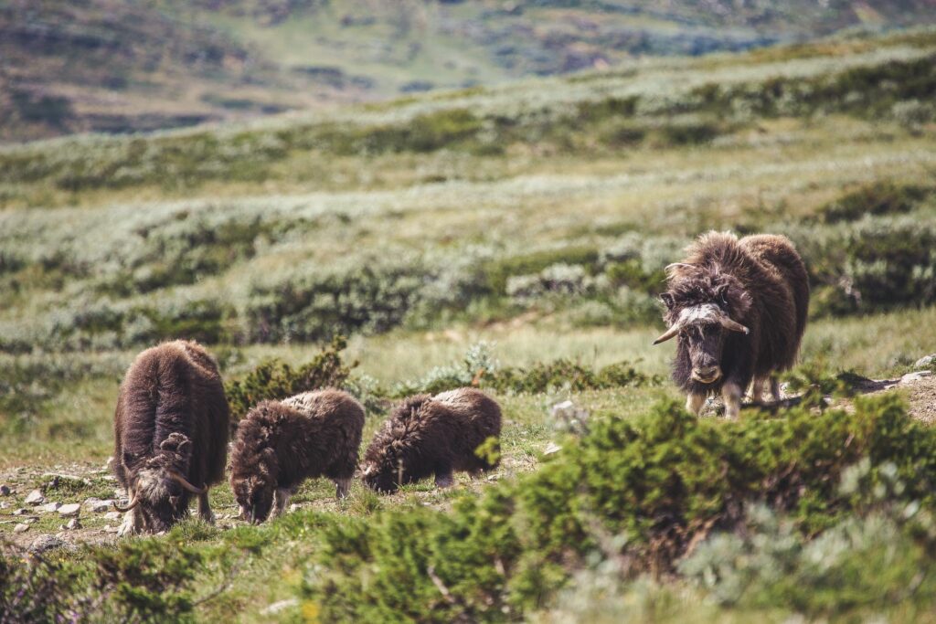 Wildlife Safari at Dovrefjell National Park