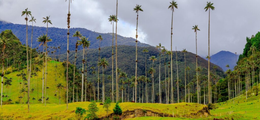 Cocora Valley: Discovering Colombia’s Iconic Wax Palms