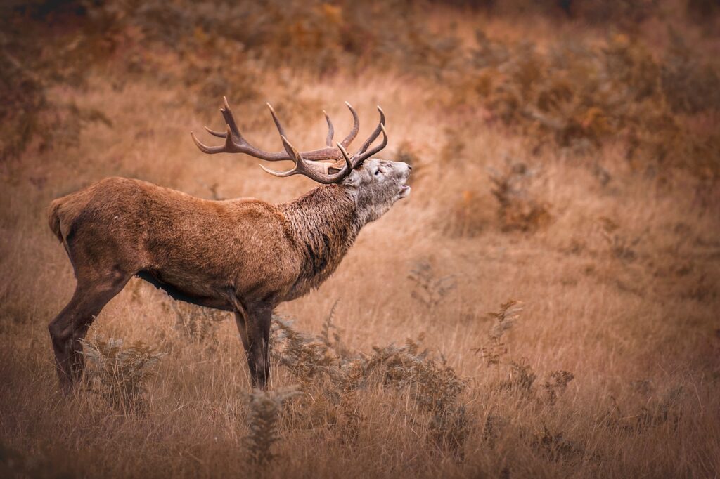 Richmond Park: London’s Largest Royal Park