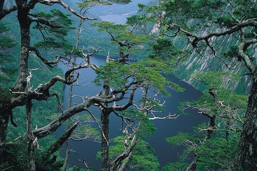 Best Viewpoints in Alerce Andino National Park, Chile