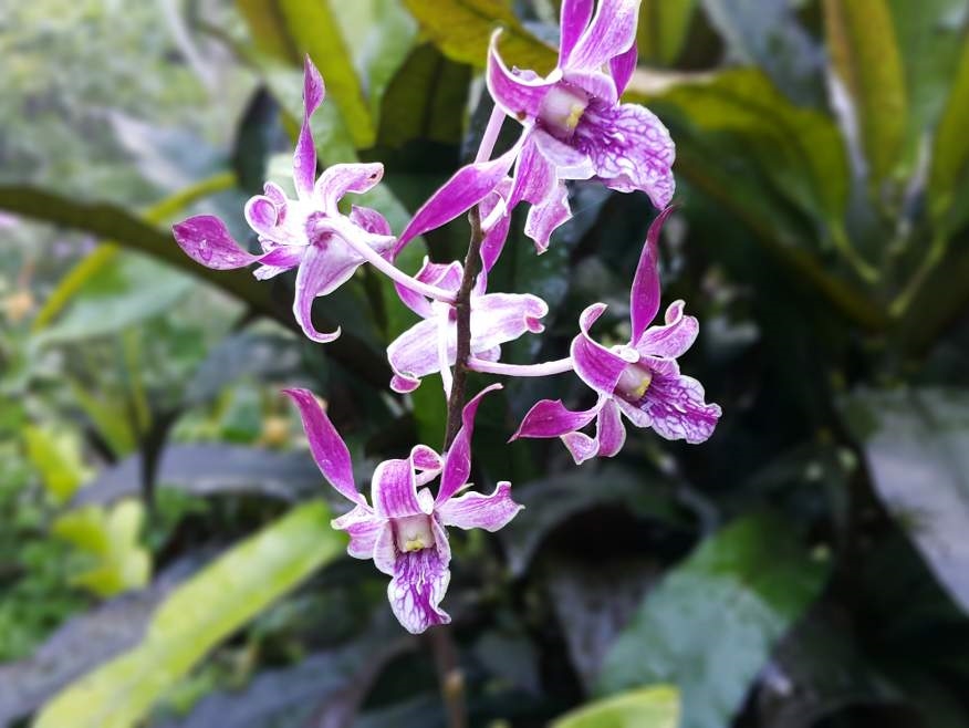 Garden of the Sleeping Giant: Orchid Garden in Nadi