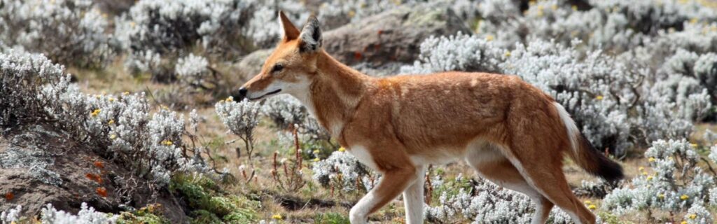 Bale Mountain Forest – Ethiopia’s Alpine Habitat