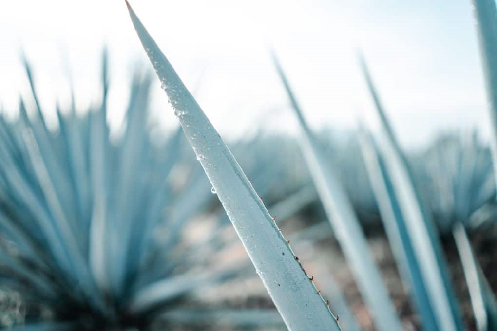 Tequila Tasting in the Jalisco Highlands