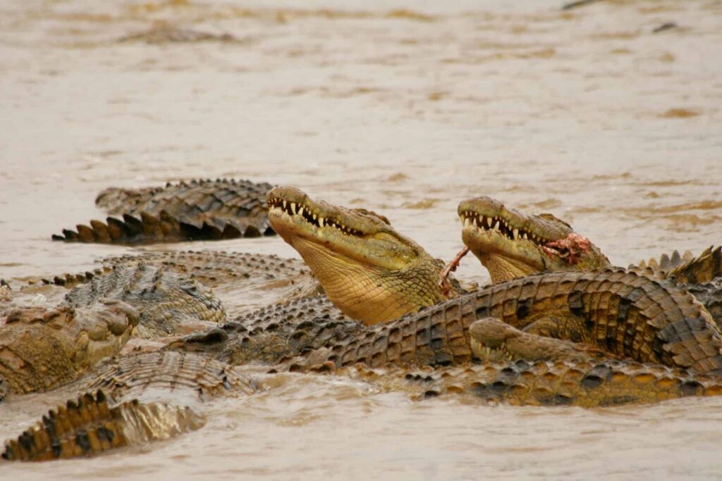 Arba Minch Crocodile Market – Wildlife Experience